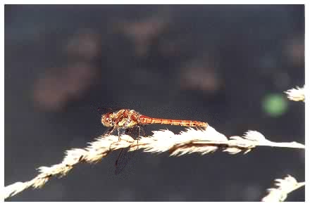 Common Darter Dragonfly