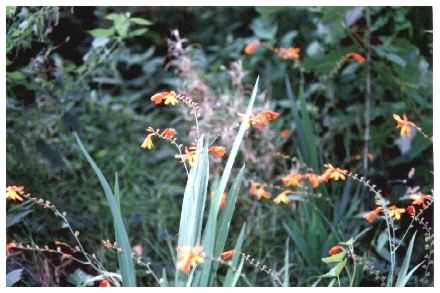 Crocosmia - Crocosmia aurea, Montbretia plants