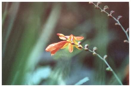 Crocosmia - Crocosmia aurea, Montbretia