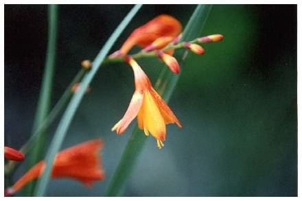 Crocosmia - Crocosmia aurea, Montbretia