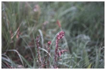 Red Bartsia