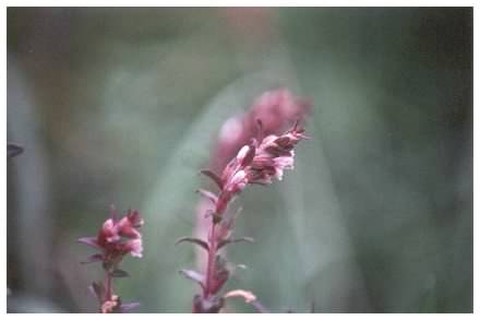 Red Bartsia