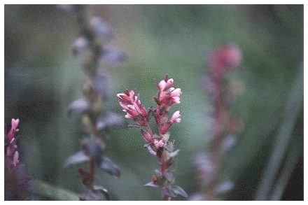 Red Bartsia