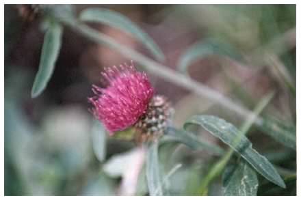 Common Knapweed - Centaurea nigra agg.