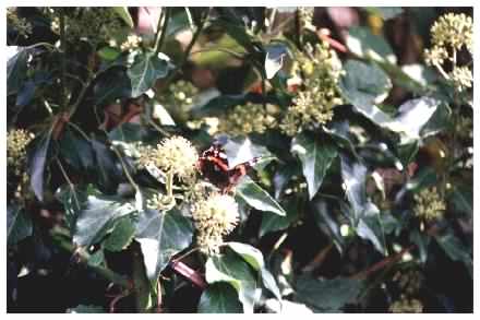 Red Admiral