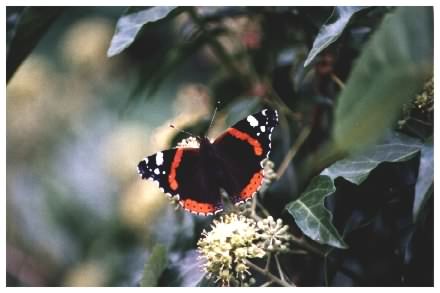 Red Admiral