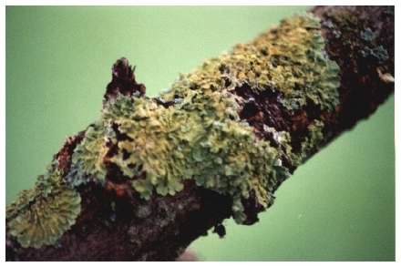 lichen