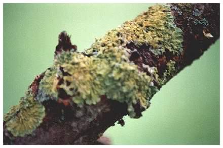 lichen