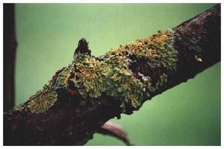 lichen