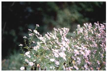 New York Aster