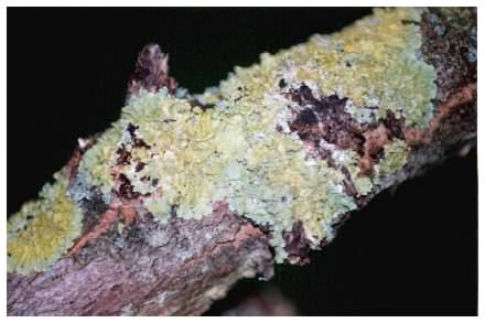 lichen