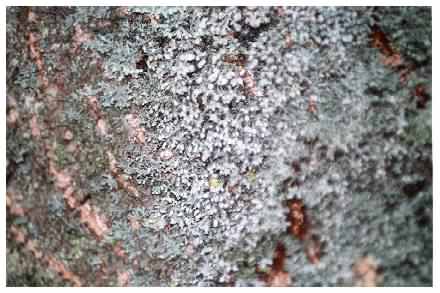 lichen