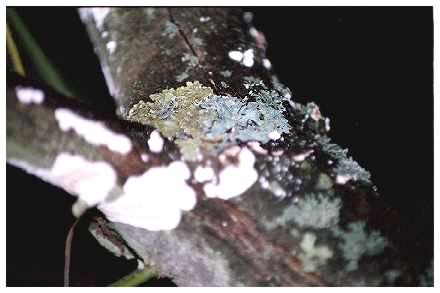 lichen