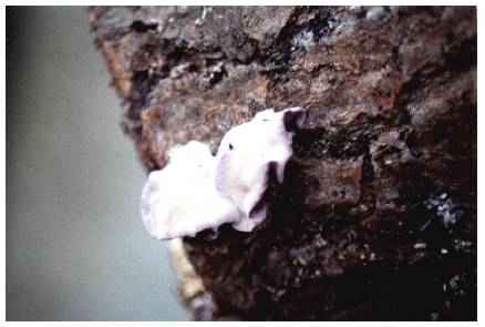 Silverleaf Fungus on wood