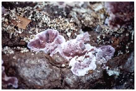 USilverleaf Fungus on wood