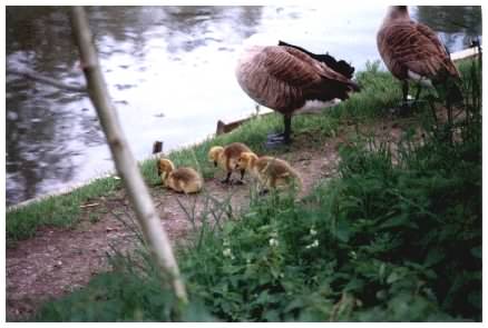 Geese with goslings