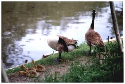 Geese with goslings