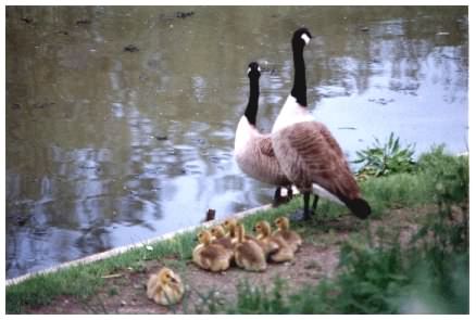 Geese with goslings