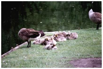 Goose with goslings