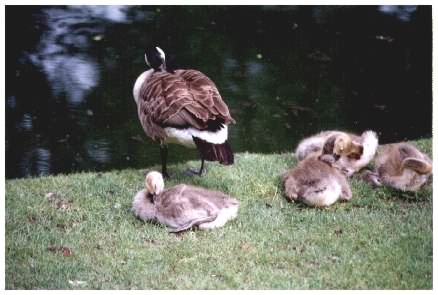 Goose with goslings