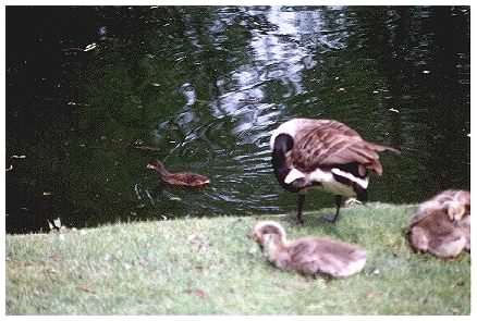 Goslings with Moorhen