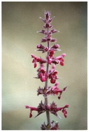 Hedge (Wood) Woundwort - Stachys sylvatica