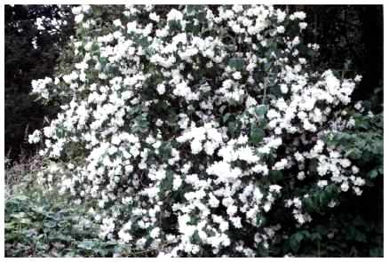 Mock Orange