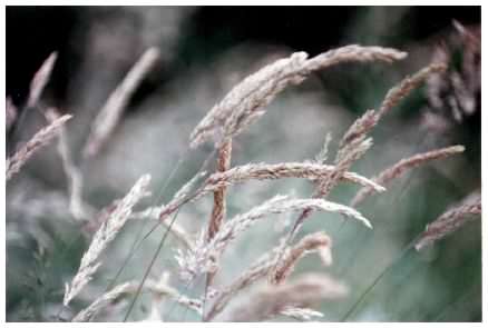 Yorkshire Fog - Holcus lanatus