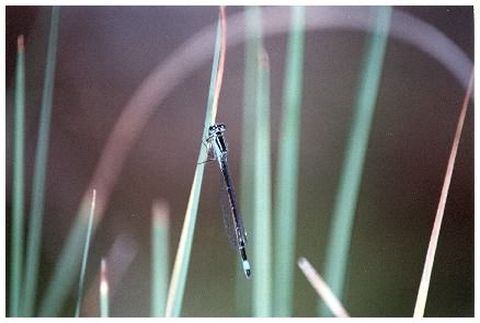 Damselfly