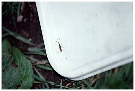 Damselfly nymph