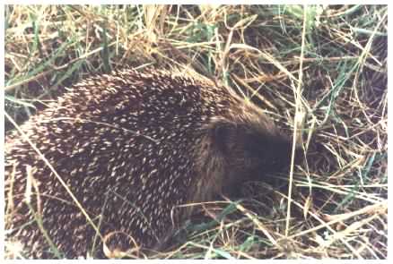 Hedgehog