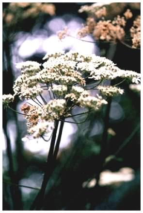 Hogweed - Heracleum sphondylium