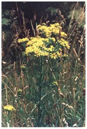 Ragwort