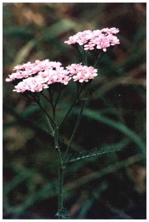 Yarrow - Pink form