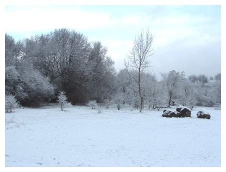 View to woods (right)