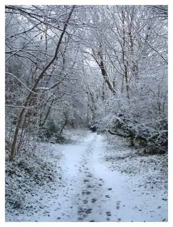 Upper end of path through woods