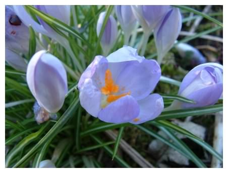 Blue Crocus