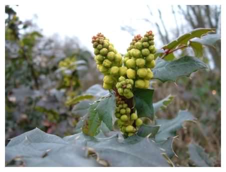 Mahonia flower spike