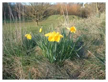 Daffodil