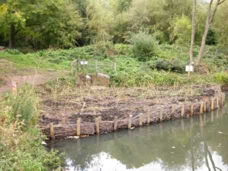 Reed bed