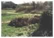 Bramble cuttings