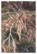 Alder catkins