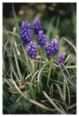 Grape Hyacinths