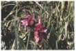 Sweet Nettle flowers