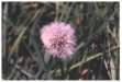 Dandelion clock