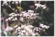 Cow Parsley