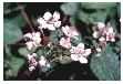 Bramble flowers