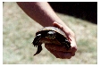 Red Bellied Slider