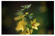 Yellow Loosestrife