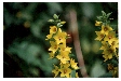 Yellow Loosestrife